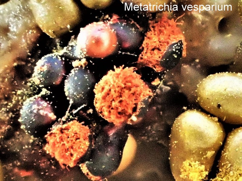 Metatrichia vesparium-amf2224.JPG - Metatrichia vesparium (entouré de Trichia varia) ; Syn1: Hemitrichia vesparium ; Syn2: Stemonitis vesparia ; Non français: Métatrichie en nid